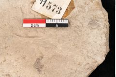 Foto (Detailansicht) von Plantae indet.  (NHMW-GEO-2024-0188-11573)